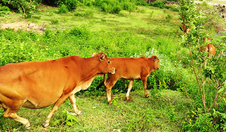 Trâu bò có thể ăn cỏ vì dạ dày bốn ngăn